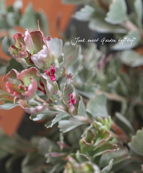 �������ȥ�ꥢ��ץ��ĥ��ǥʥ󥵥��ʥ��ǥʥ󥽥��ˡإ��͡��������Х����åȥե���