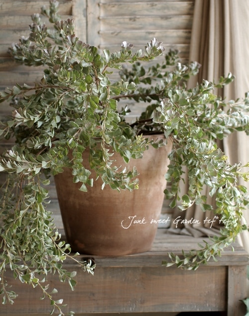 �������ȥ�ꥢ��ץ�������8��ȭ�Υ��ǥʥ󥵥��إ��͡��������Х����åȥե���