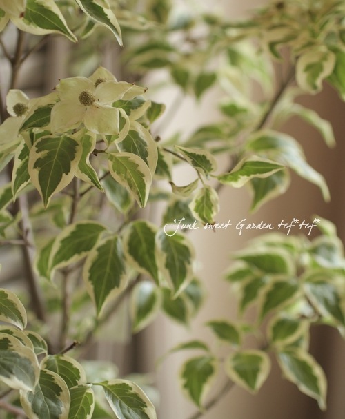 白覆輪 ヤマボウシ 希少 黄葉入りウルフアイ優美な姿 シンボルツリー　宅急便 白覆輪 ヤマボウシ 希少 黄葉入りウルフアイ優美な姿 シンボルツリー