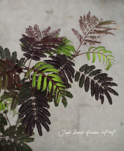 ͥΥإޡ祳졼ȡ6ȭоݳ