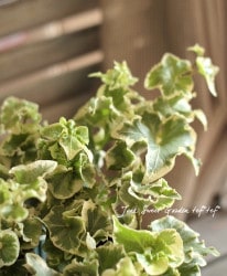 �إǥ� ��ŷ�Ȥ���� �������व�󥪥ꥸ�ʥ�