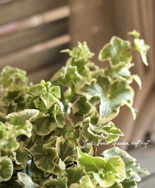 ヘデラ 『天使の翼』 浦島農園さんオリジナル | すべての商品 | | Junk