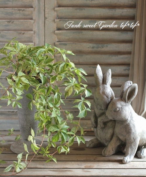 斑入り アメリカヅタ すべての商品 Junk Sweet Garden Tef Tef