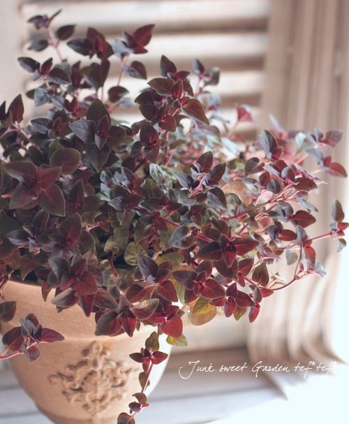 銅葉ほふく性 リシマキア ペルシアン チョコレート すべての商品 Junk Sweet Garden Tef Tef