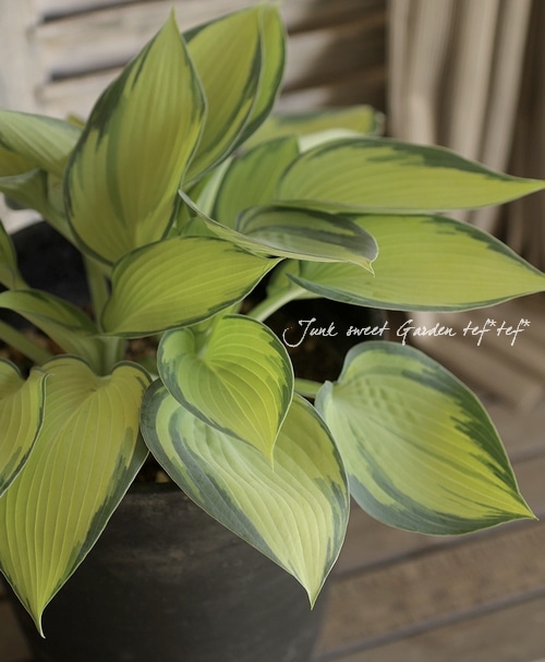 �����Τ����˷礫���ʤ������ܥ����إ��塼���7���������