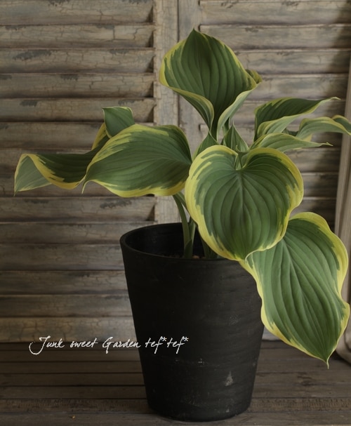 �����Τ����˷礫���ʤ������ܥ����إ����ѡ���������7������ȭ��