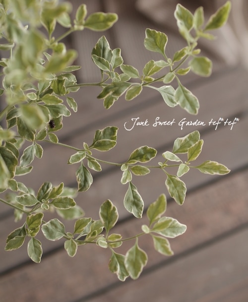 斑入りミントブッシュ<BR>プロスタンテラ<BR>『モンシェリー』4寸