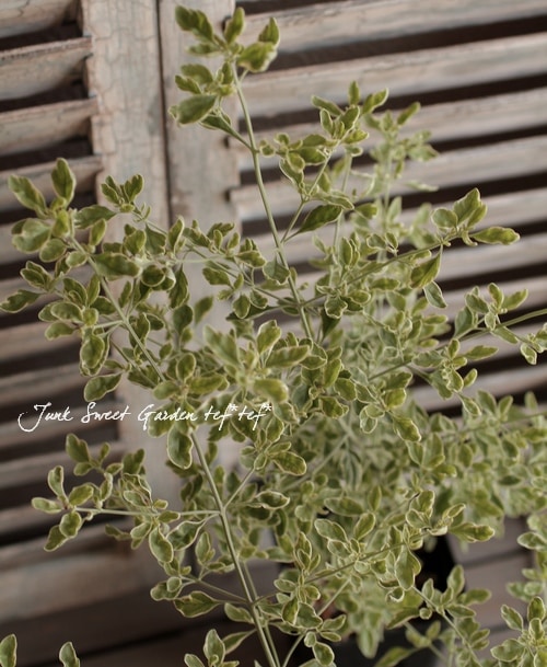 ま*ー様 オーストリッチ 7層　ミントグリーン約2m 1本　約1m2本 ZENITH クロノマスター スポーツ グリーン - 41.00mm, ステンレススチール