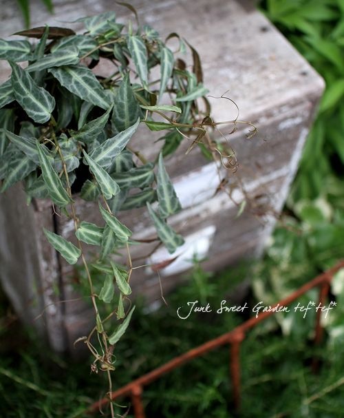 シッサス 『アマゾニカ』 丈夫で日陰でOK | すべての商品 | | Junk