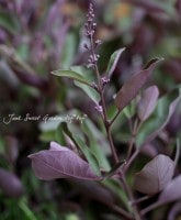 <i>Vitex trifolia 'Purprea'</i><BR><BR>��Ũ���տ�����������<BR>Ƽ�����Υ˥󥸥�ܥ�<BR>�إץ�ץ쥢�����