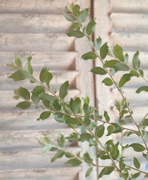 銀葉パールアカシア ポダリリーフォリア Leaf Species ミモザアカシア Junk Sweet Garden Tef Tef