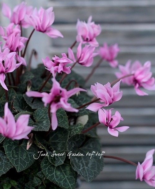 Tef Tef 寄せ植え Br No 111 Br ガーデンシクラメン 薄ピンク 寄せ植え Junk Sweet Garden Tef Tef