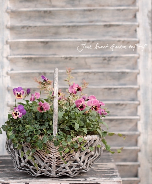 Tef Tef 寄せ植え Br No 109 Br みもとビオラ 寄せ植え Junk Sweet Garden Tef Tef