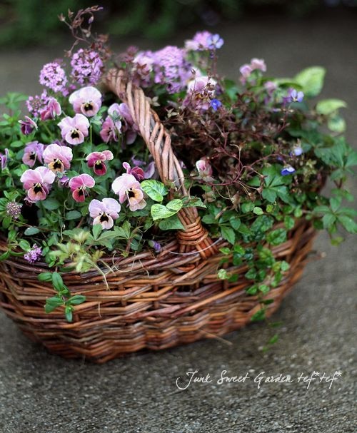 花付きカゴ 寄せ植え】-TEFNIQUE-寄せ植え 2021 * no.4 * 『春色クラシカル