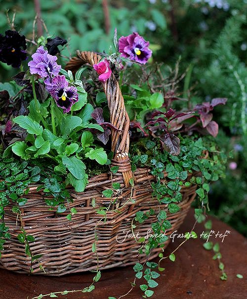 tef*tef*寄せ植え<BR>* no.66 * <BR>パンジー×バスケット | 寄せ植え