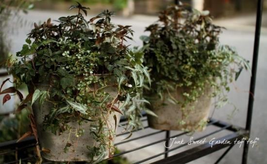 tef*tef*寄せ植え<BR>* no.58 * <BR>カラーリーフのみ＾＾ | 寄せ植え