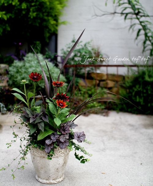 tef*tef*大きめの寄せ植え<BR>* no.52 * 宿根草のみ！<BR>ルドベキア