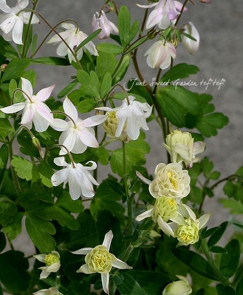 西洋オダマキ　ミニミニ苗　こちらで選んで順次発送 西洋オダマキ ・クレメンタインセット| 種・苗・ガーデニング用品の