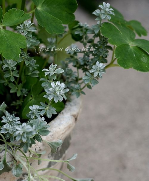 天然＊野生【オダマキ＊苧環＊糸繰草】4株➕おまけ！鉢ごと発送で安心♪ 天然＊野生【オダマキ＊苧環＊糸繰草】4株➕おまけ！鉢ごと発送で安心
