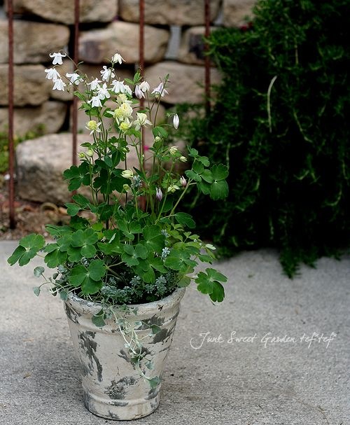 Tef Tef 寄せ植え Br No 46 Br オダマキ 2種 Flower Species オダマキ Junk Sweet Garden Tef Tef