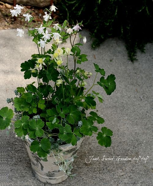 天然＊野生【オダマキ＊苧環＊糸繰草】4株➕おまけ！鉢ごと発送で安心♪ オダマキ 花苗 苧環 セット 3種類3鉢 山野草 : やまおか碧山苑ヤフー