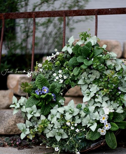 tef*tef*寄せ植え<BR>* no.45 *<BR>『ラミウム』のグリーンのリース