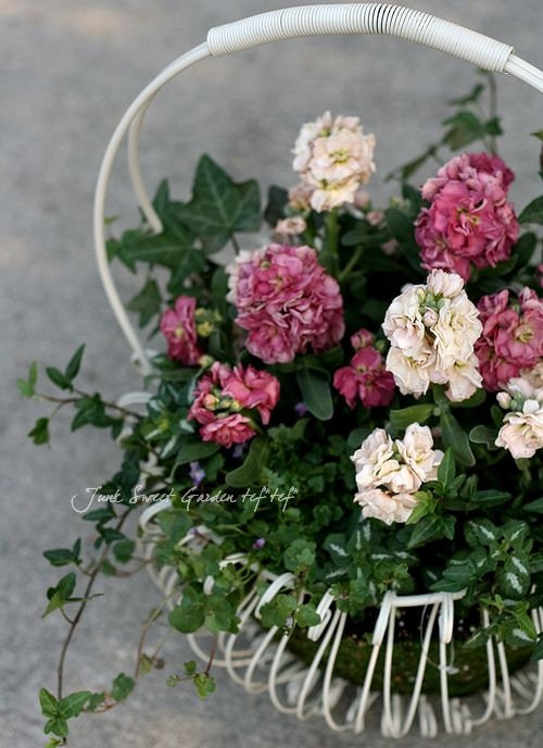 tef*tef*チャリティ寄せ植え<BR>* no.42 *<BR>八重咲きストック | 寄せ