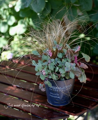 寄植え 寄せ植え＊ | 草津市の手作りパン屋・ブーランジェリーモンターニュ