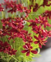 <i>Coreopsis<i/><BR>쥪ץ<BR>إ꡼͡ɡ