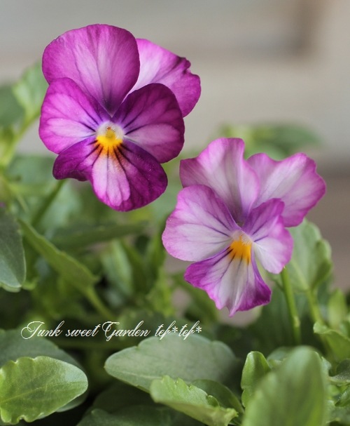 i>Viola×wittrockiana </i><BR><BR>ビオラ ビビシリーズ<BR