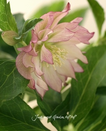 クリスマスローズ Br ダブル Br ピコティパーティドレス系 Flower Species クリスマスローズ Junk Sweet Garden Tef Tef