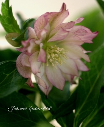 クリスマスローズ Br ダブル Br ピコティパーティドレス系 Flower Species クリスマスローズ Junk Sweet Garden Tef Tef