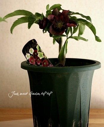 超希少！クリスマスローズ<BR>セミダブル<BR>黒ダーク系 | すべての