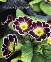 <i>Primula</i><BR><BR>�ץ���<BR>�إӥ��ȥꥢ���ʡ��졼����