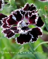 󥵥<BR>إ֥åۥ磻ȡ