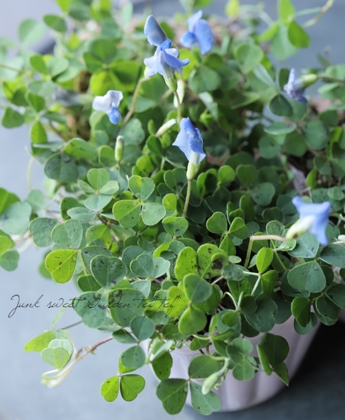 ブルークローバー』 | すべての商品 | | Junk sweet Garden tef*tef*