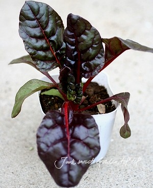 �ե����ڥ��������㡼��