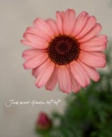 �ޡ�����å�<BR>�إ�ӡ����������<BR>2.5��