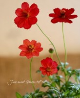 ���������祳�졼�ȥ����⥹<BR>�إΥ���롼�����<BR>3.5������