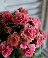 Begoniahiemalis<BR><BR>꡼٥˥<BR>إ롦̡