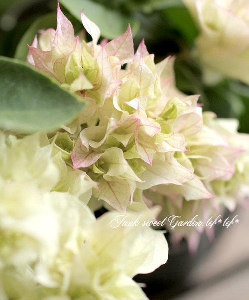 ブーゲンビリア① 🌼015: Stylish Bougainvillea Planting #Easy #Planting Lesson