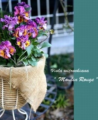 �ե��ѥ󥸡��إࡼ���롼����٥١����å���3.5���ݥå�