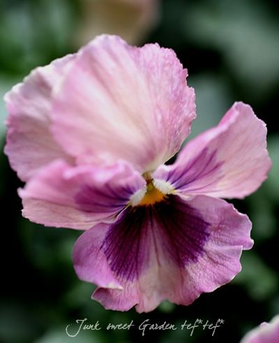 ふりふりも Br パンジー ピンクシェード Br ２株セット すべての商品 Junk Sweet Garden Tef Tef