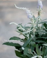 �뤵�ˤ⴨���ˤ⶯����<BR>���餭�٥��˥� �����<BR>�إȥ��ƥ���󡢥��륿�ʡ�