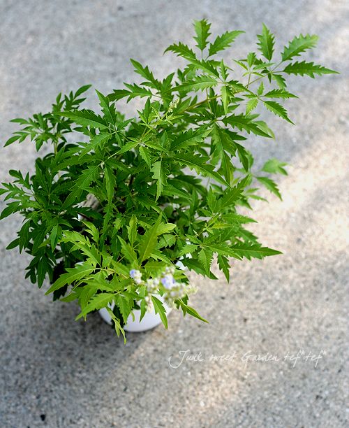 【直接取引】中国ニンジンボク　細葉ニンジンボク 9〜10号 直接取引】中国ニンジンボク 細葉ニンジンボク 9〜10号