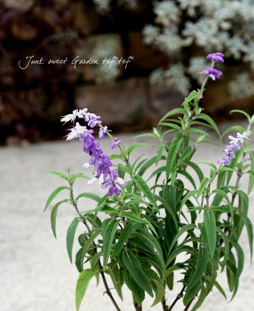 珍しい白花＾＾<BR>『アメジストセージ・ホワイト』<BR>『レウカンサ