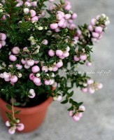 ¤ڤࡪ<BR>إڥͥåƥ<BR>ڡԥ󥯼