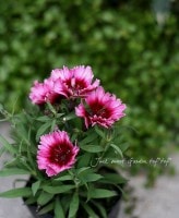 󥵥<BR>ѡѥե<BR>إ饺٥꡼ѥե