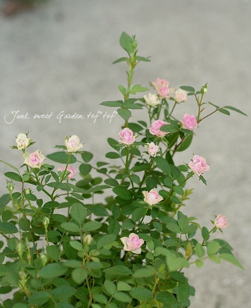 極小輪ミニバラ Br みさき Br 3 5寸大きめ苗 Flower Species Junk Sweet Garden Tef Tef