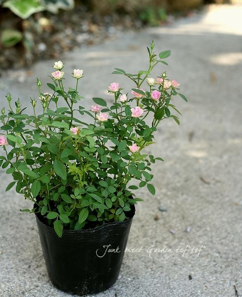 迷宮に咲く花 由美子　SP PSA10 ヴァイスシュヴァルツ 迷宮に咲く花 由美子 サイン SP PSA10